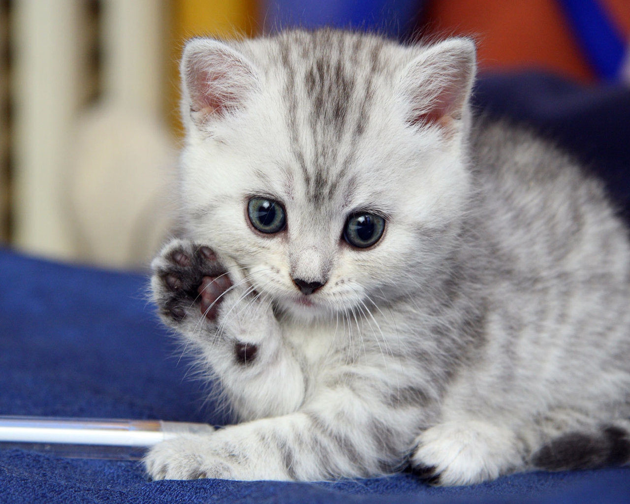 Google Images permet de sauvegarder plus facilement des images de chats mignons 