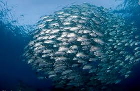 Sejarah Memancing Ikan ~ MERAHMATA FISHING