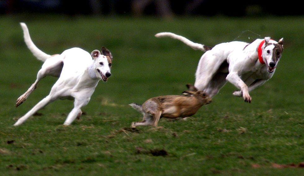 Mobilevet pet cafe The Spanish Grey Hound an ordeal
