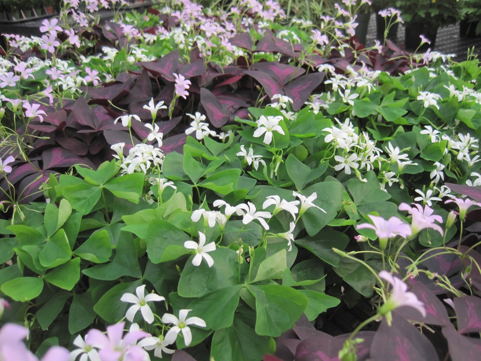 Here Come the Irish Plants! Waukesha Floral & Greenhouse