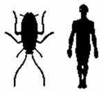LA CUCARACHA Y EL HOMBRE Sentir la poesía LA CUCARACHA Y EL HOMBRE Sentir la poesía