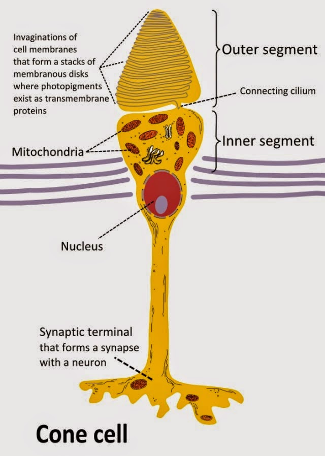 Diagram Sel Kerucut (Cone Cell) pada Mata
