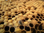 Our Beekeeping Website
