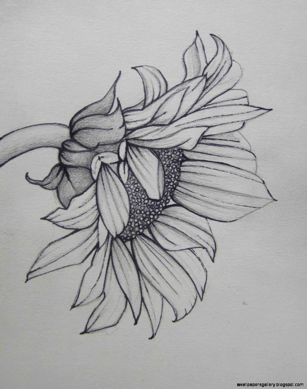 sunflower pencil drawing Pencil Sketch Drawing sunflower pencil drawing Pencil Sketch Drawing