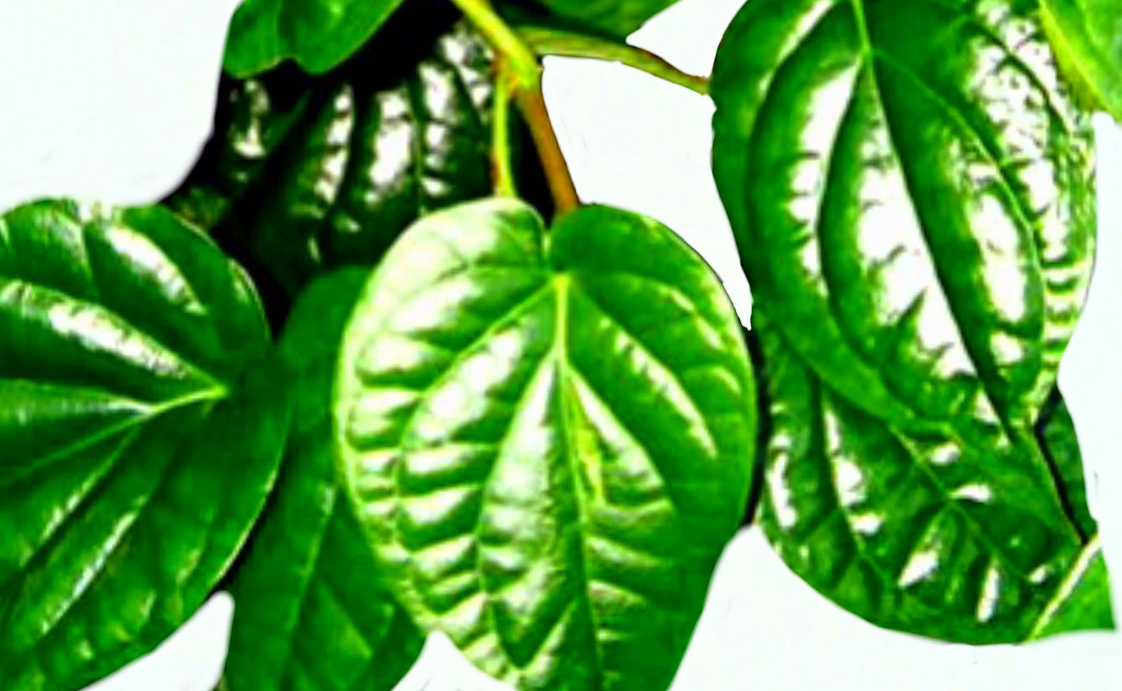 Manfaat Sirih dan Ciplukan