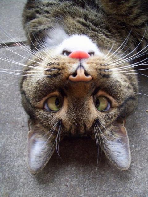 Funny Animals Posing for Picture | Amazing Creatures