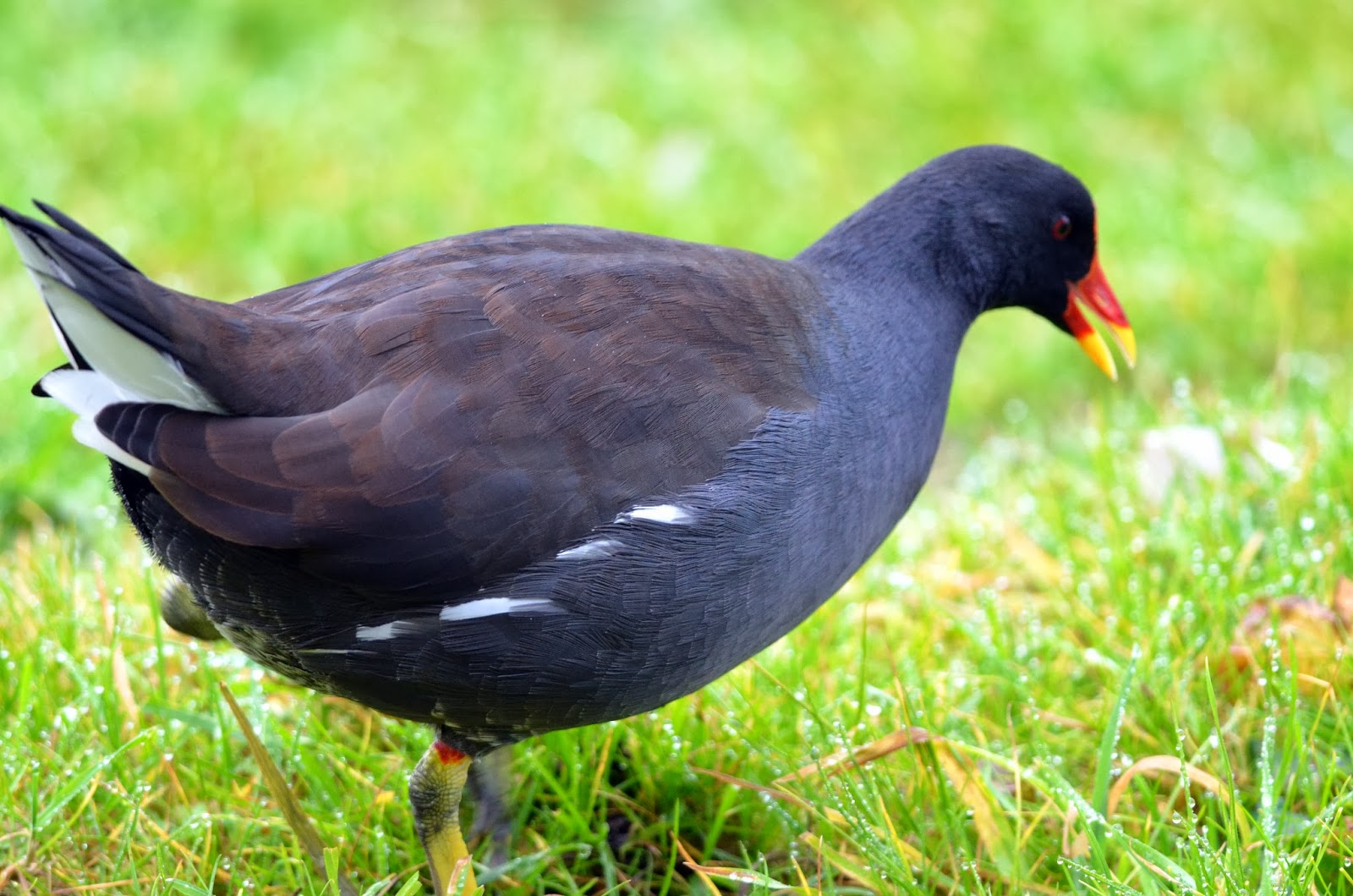 The Early Birder Moorhen