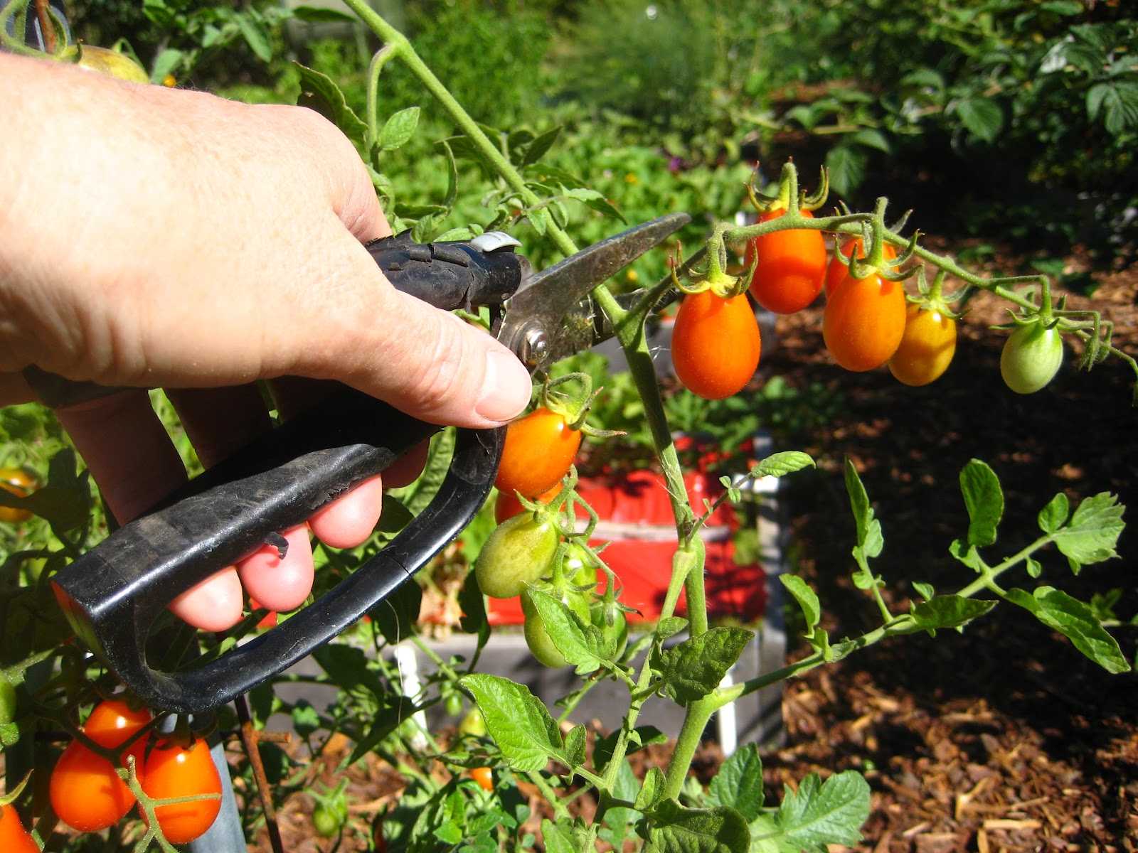 Time to prune vining vegetables Susan's in the Garden
