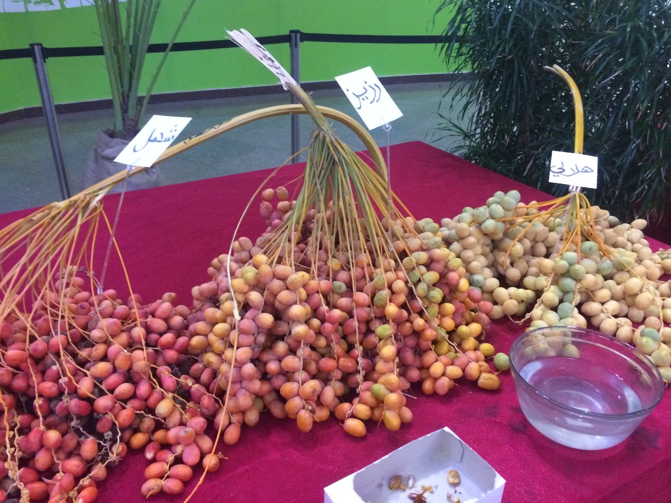 Skeptic in Qatar Eating Dates