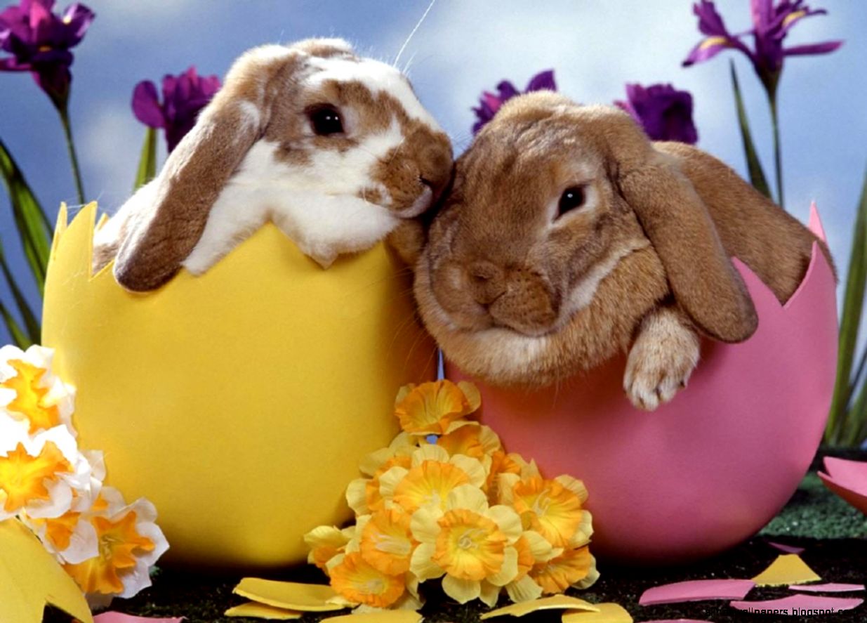 Download Easter Bunny Desktop Wallpaper 6980802 Download Easter Bunny Desktop Wallpaper 6980802