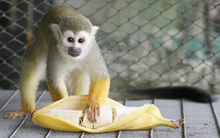  Funny Monkey With Banana
