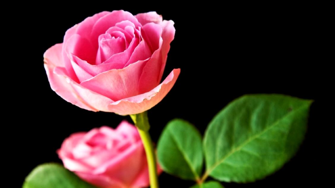 Pink Rose HD Wallpapers – Daily Backgrounds in HD Pink Rose HD Wallpapers – Daily Backgrounds in HD