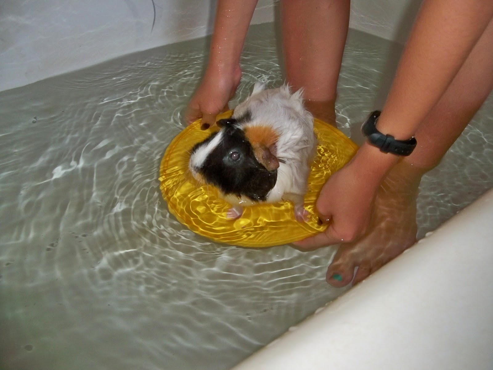 The Hauptmann's The guinea can swim! Who knew