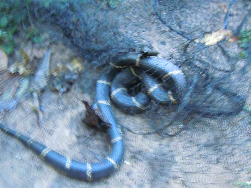 snake in net