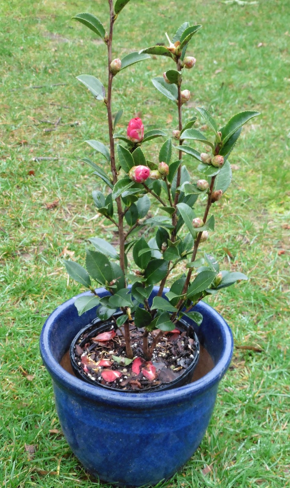 Long Island Camellia Larry Bates Nursery