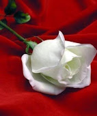 mawar putih seputih hatimu