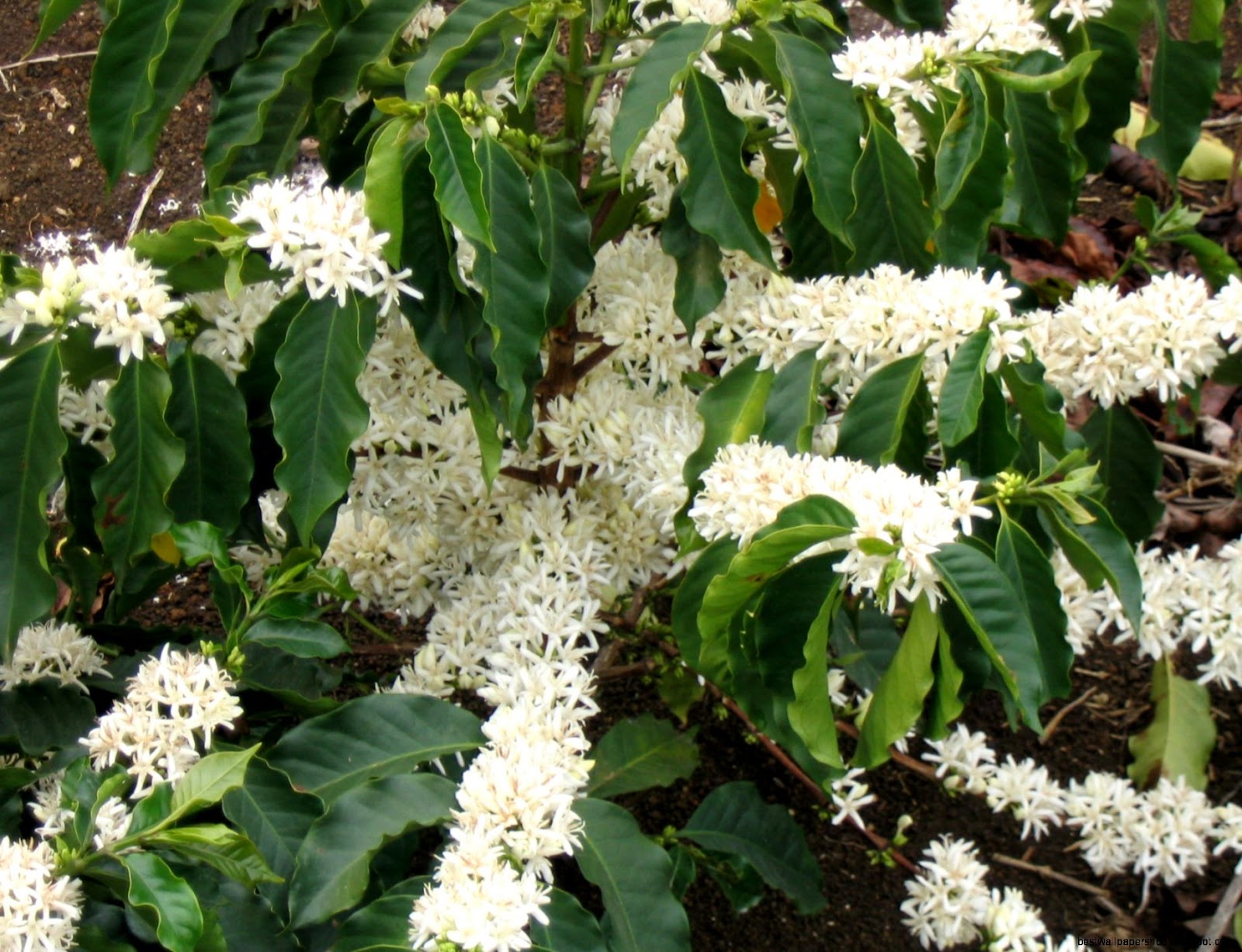 Coffee Plant Flower Coffee Plant Flower