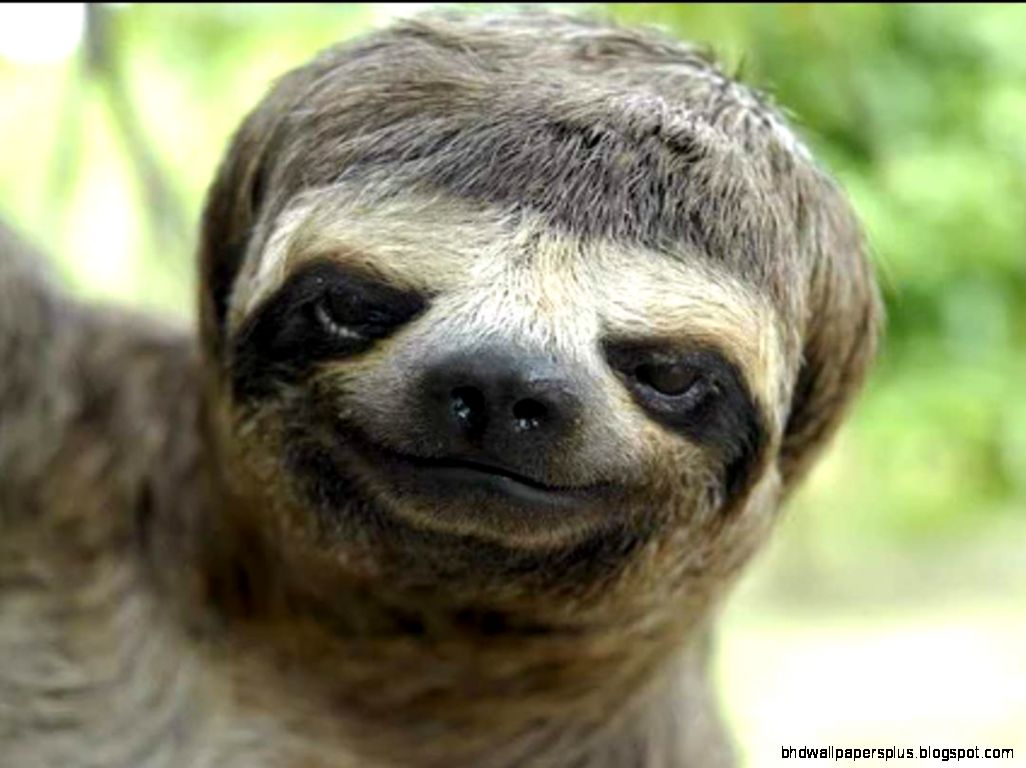Funny animals of the week   11 December 2015 40 pics  Amazing Funny animals of the week   11 December 2015 40 pics  Amazing