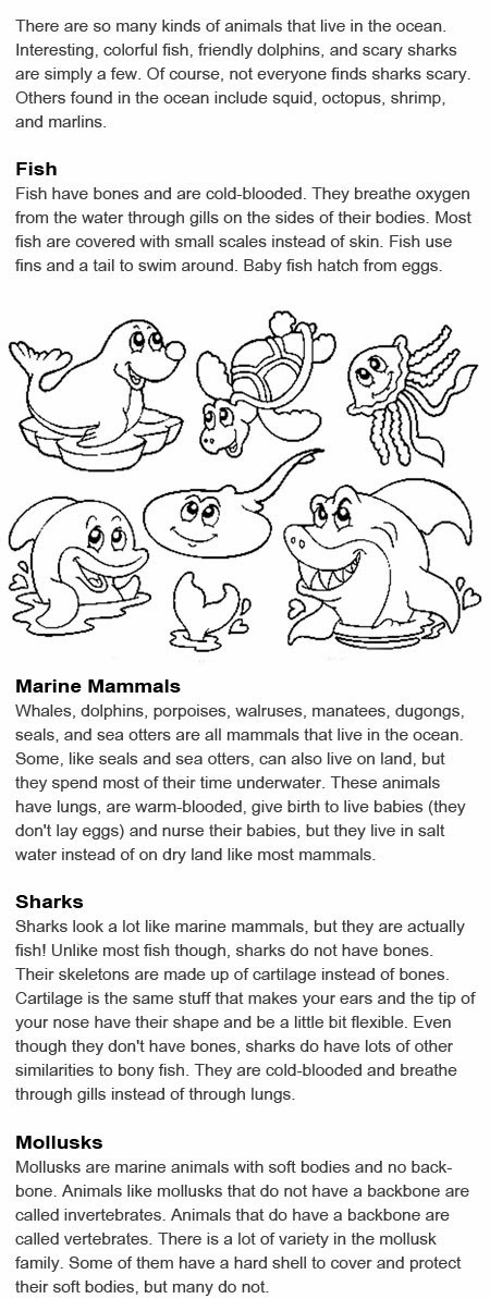 Animals that live in the ocean for kids
