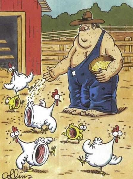 Fazendeiro arrombou as galinhas