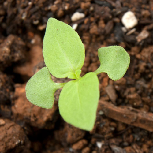 Sweet Basil & Lemon Basil Adventures in Gardening Pohnpei, Micronesia