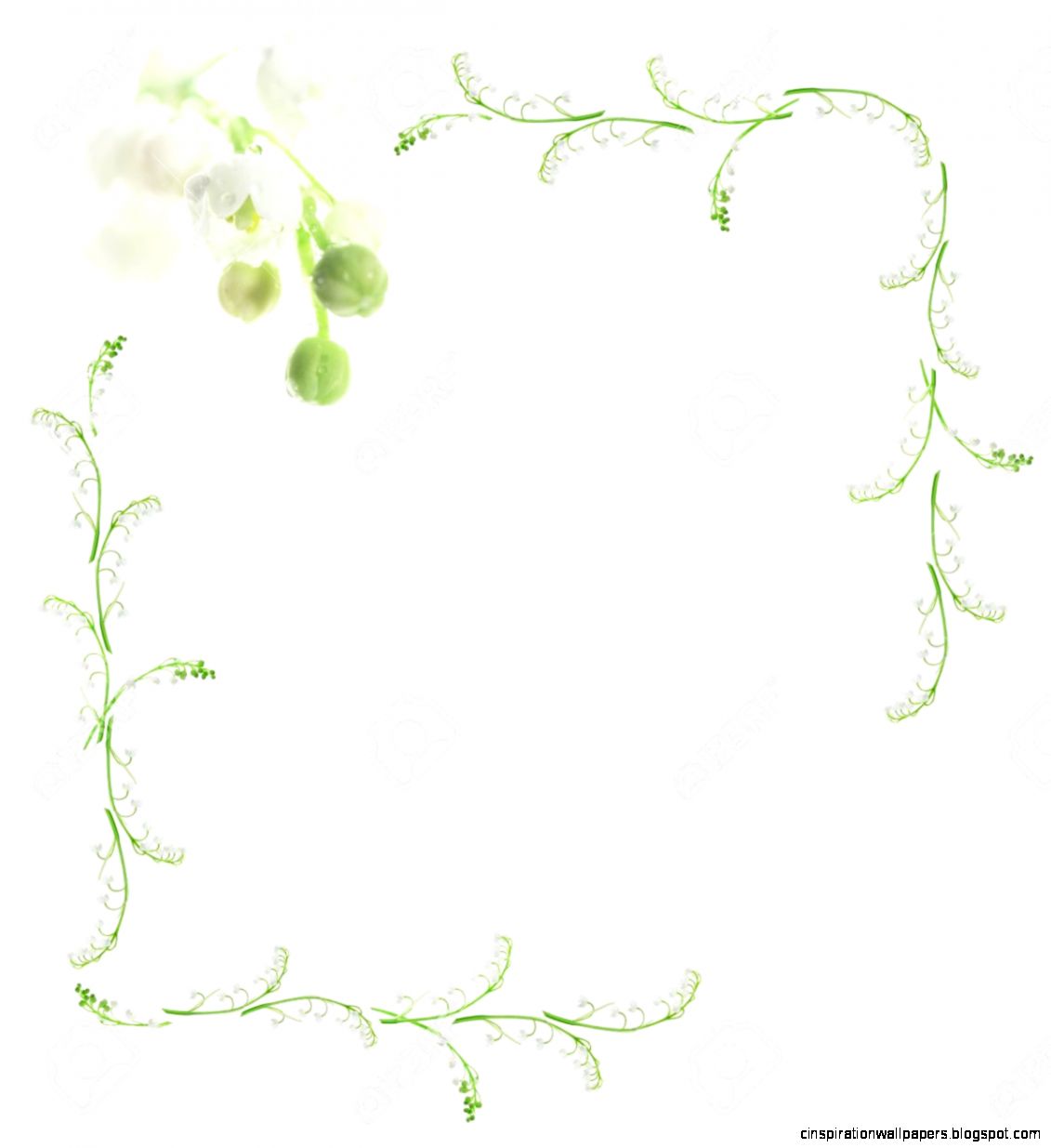 Lily Of The Valley Stock Photos Pictures Royalty Free Lily Of Lily Of The Valley Stock Photos Pictures Royalty Free Lily Of