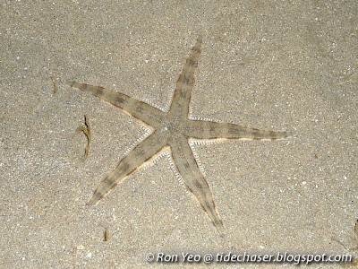 sand-sifting star (Archaster typicus)