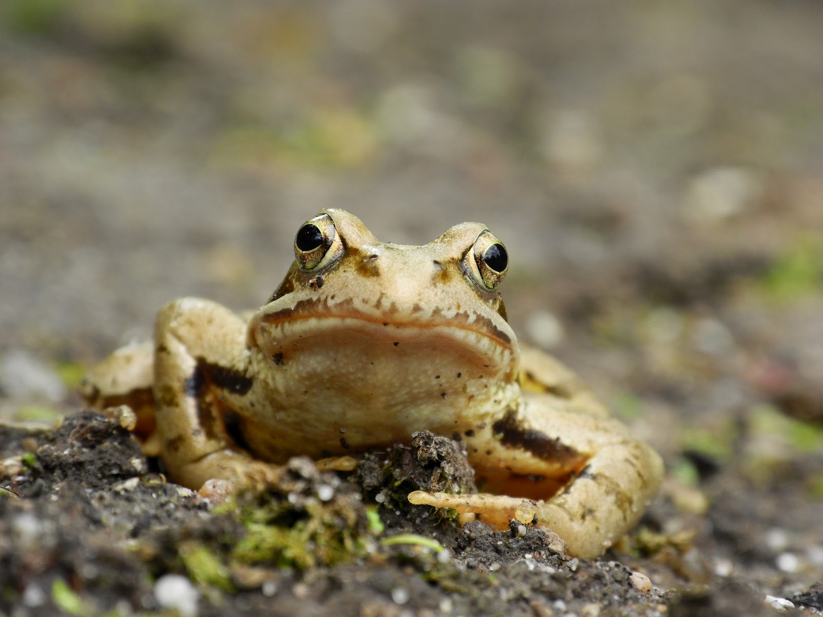 makro.blog Frosch im botanischen Garten der Ruhr