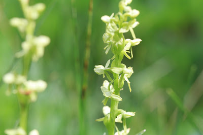 Platanthera stricta (slender bog orchid)