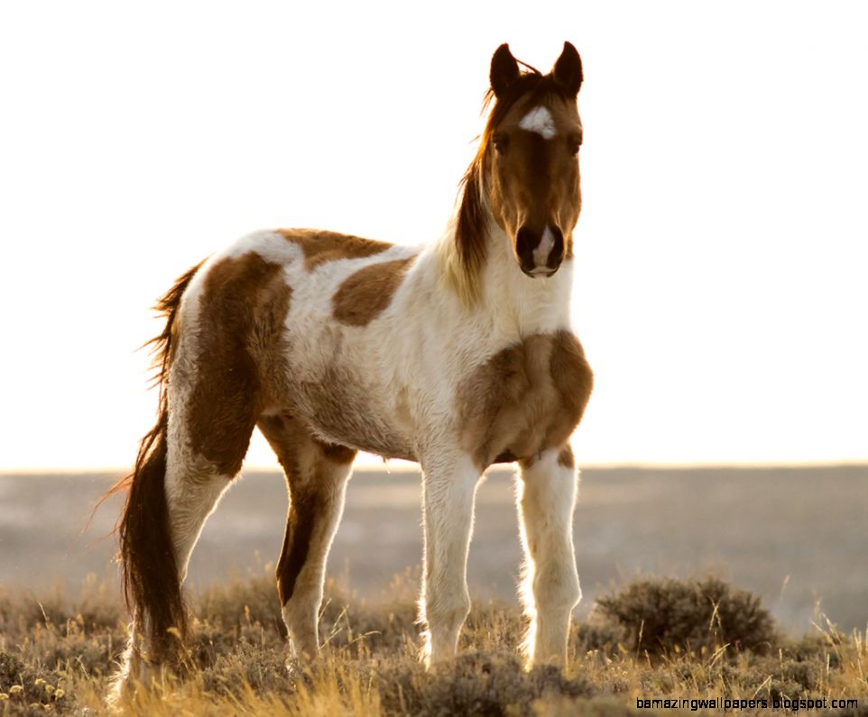 Paint lt3  Mustangs America39s horse  Pinterest Paint lt3  Mustangs America39s horse  Pinterest