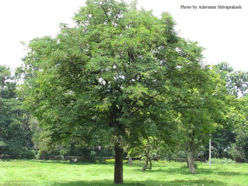 Tamarindo Tamarindus indica L. Natureza Bela