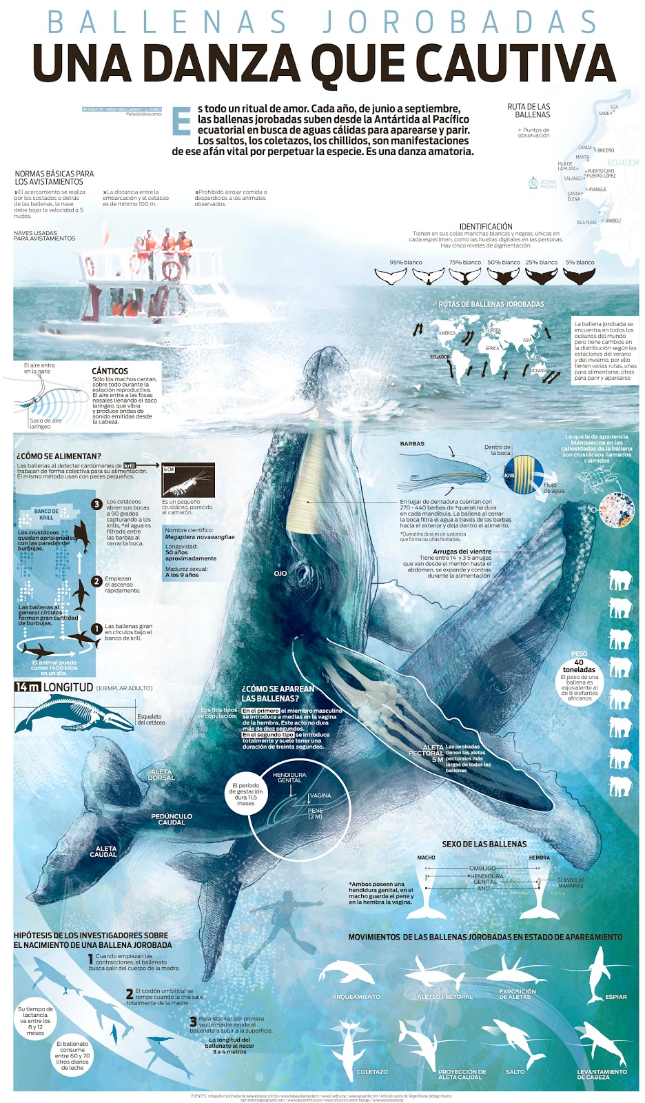 Infografía ballenas jorobadas