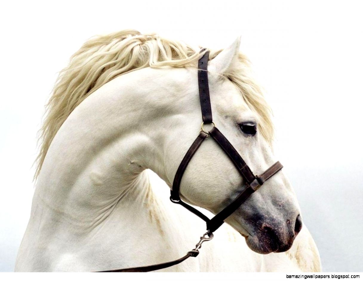 White Horse Desktop Wallpapers  White Horse Pictures  Cool White Horse Desktop Wallpapers  White Horse Pictures  Cool