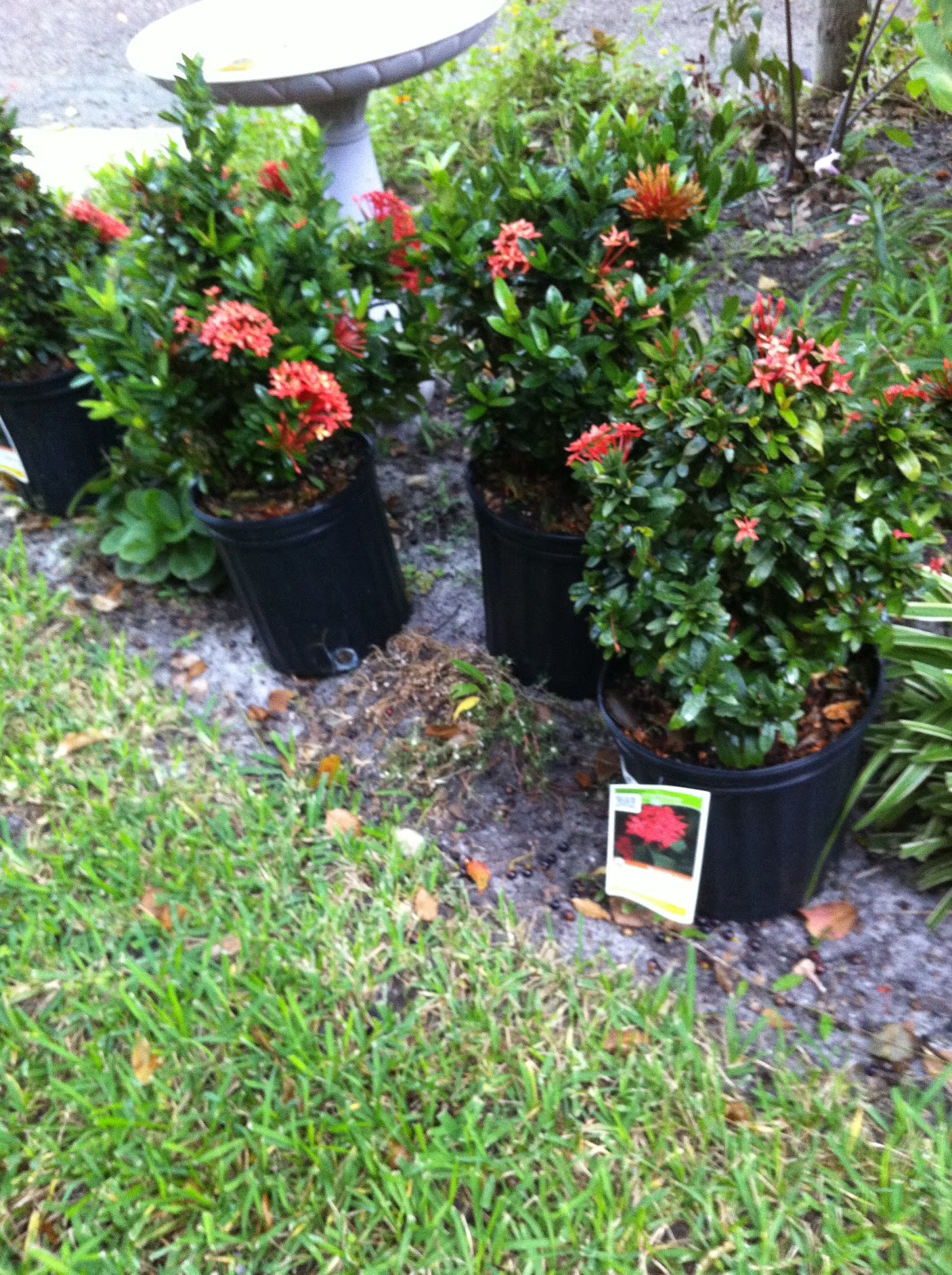 The Wonders of Doing Fall Planting... "Florida Style"