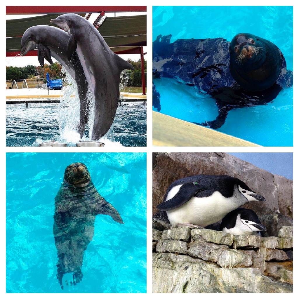 http://3.bp.blogspot.com/-e19w5yzq0ss/UMaYuBu-j7I/AAAAAAAAQkE/SRPKT0s3VGo/s1600/SeaWorld+animals.jpg