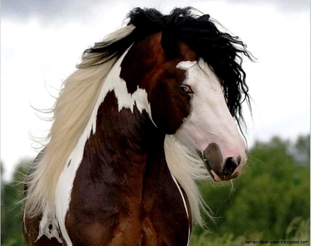 Can Horses Paint Can Horses Paint