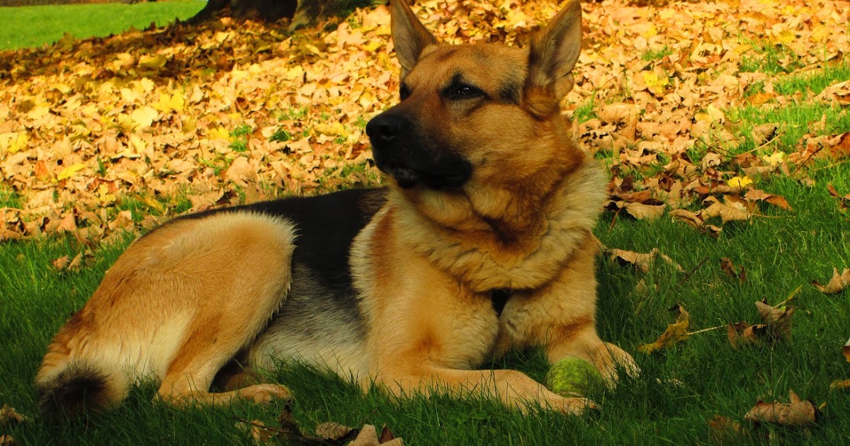 Aktuell in Herbst und Winter Fellwechsel beim Hund Stories Aktuell