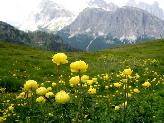 flowers flower lovers