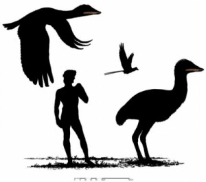 亞洲鳳凰 考古 巨鳥化石 - 亞洲鳳凰 考古發現巨鳥化石 Samrukia nessovi