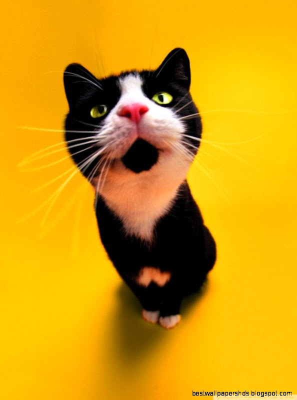Funny Cat HD desktop wallpaper High Definition Fullscreen Mobile Funny Cat HD desktop wallpaper High Definition Fullscreen Mobile