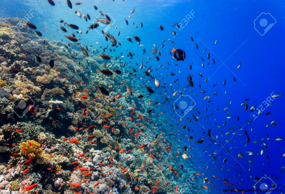 Vivid Tropical Fish And Hard Cs On An Outer Reef Wall In Vivid Tropical Fish And Hard Cs On An Outer Reef Wall In