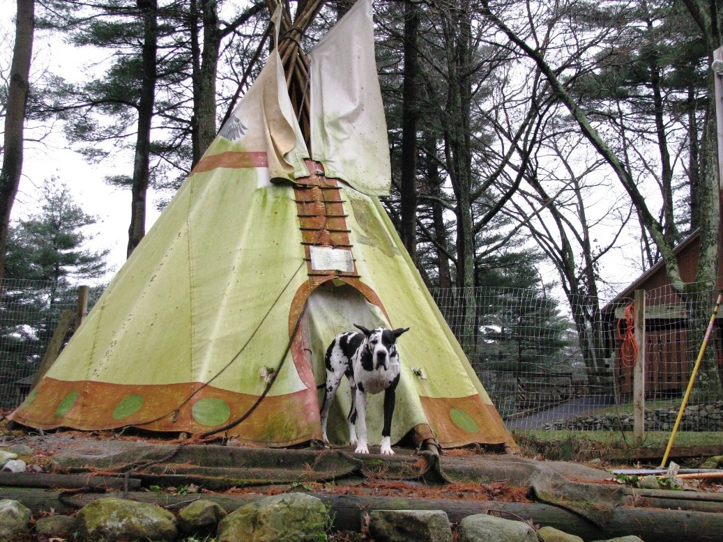 Outdoor Travel Blog Sharing Travel, Imagination, Culture and Places Great Danes Service Dog