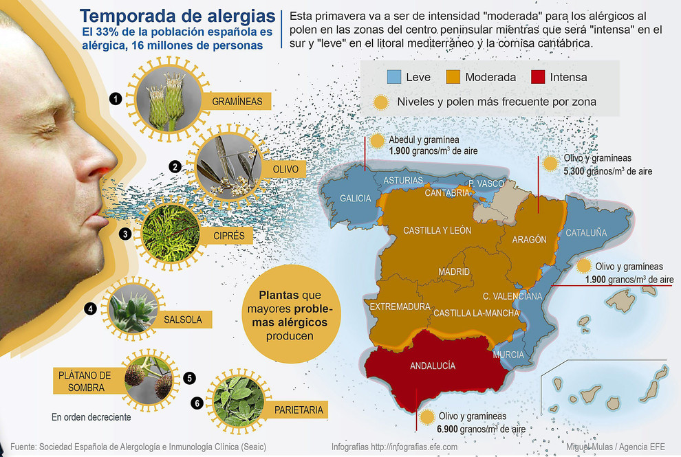 Infografía alergia primaveral - Miguel Mulas - Agencia EFE