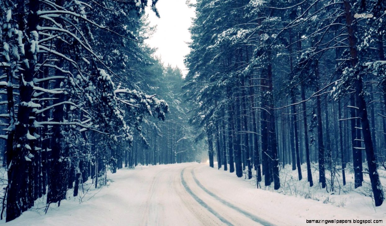 3283 Snowy Forest High Resolution Wallpaper Attachment 3283 Snowy Forest High Resolution Wallpaper Attachment