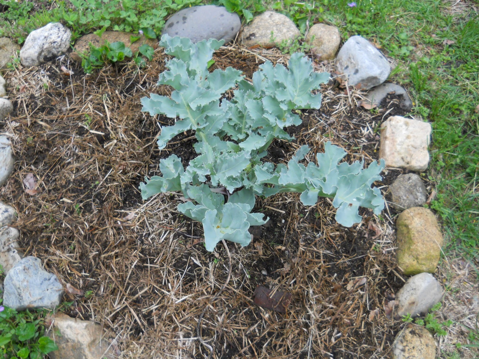Adventure on Earth Sea Kale, Turkish Rocket, Flowering Comfrey