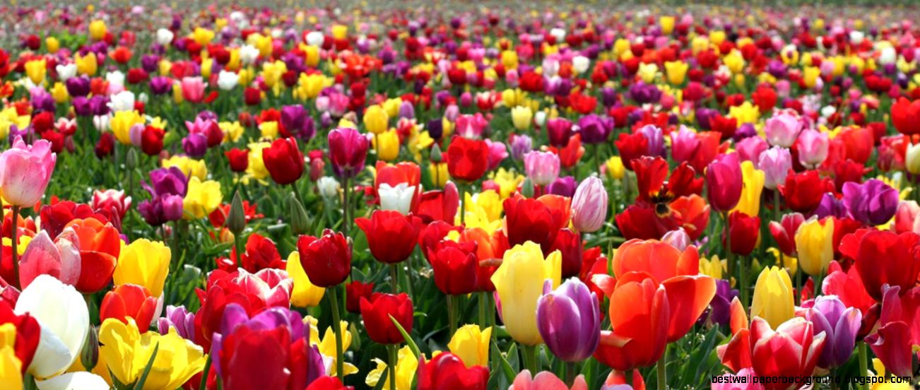 Growing Care – Wooden Shoe Tulip Farm Growing Care – Wooden Shoe Tulip Farm