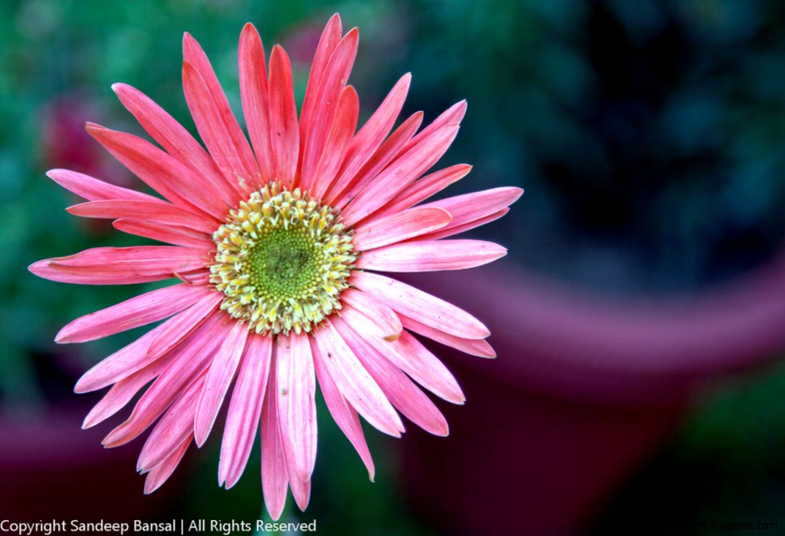 Royalty Free Photos Flowers Stock Licensing Available Sandeep Royalty Free Photos Flowers Stock Licensing Available Sandeep