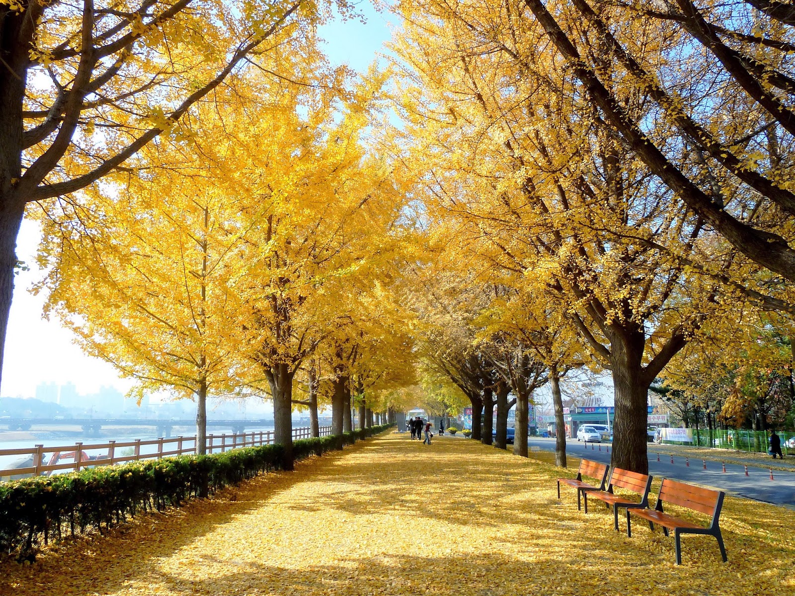 Golden Tree Lined Street, Cheonan korea wanderlust