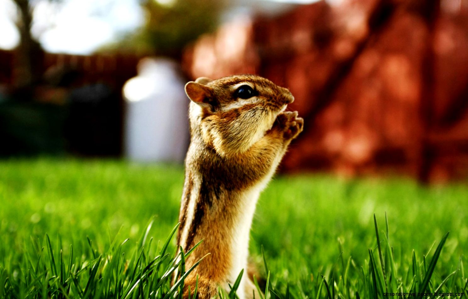 Funny Chipmunk Funny Chipmunk