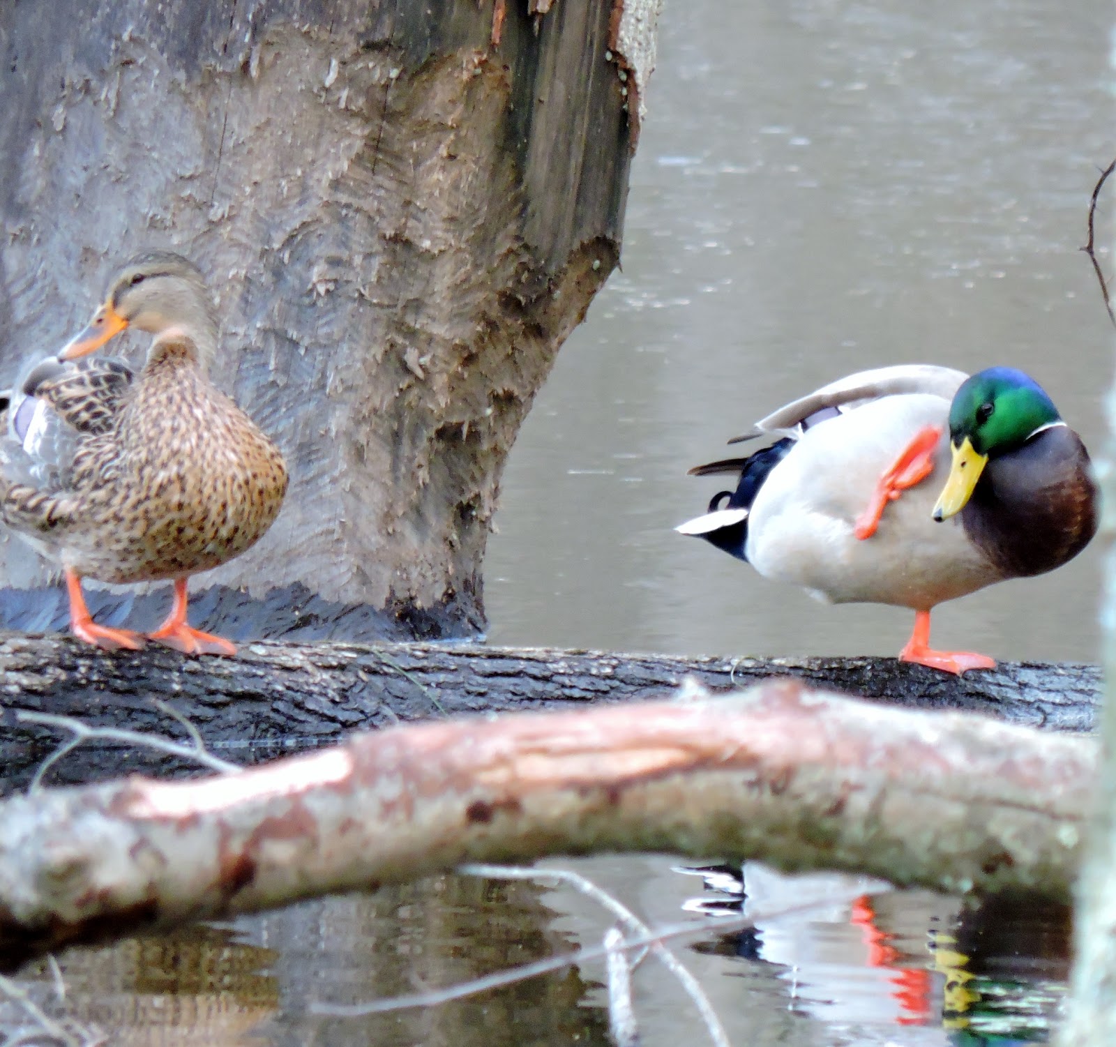 Capital Naturalist by Alonso Abugattas: Mallard Duck